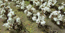 JTT 'HO' Cotton Plants 40pk 1/2'' height (95590)