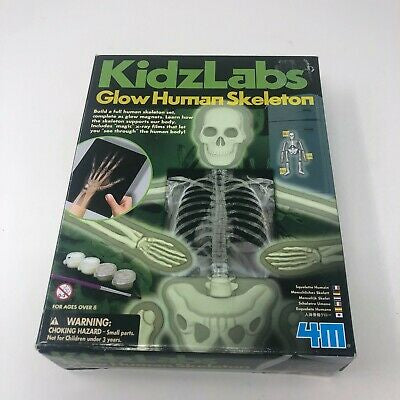 4M Glow Human Skeleton Science Kit (03375) – Extreme Hobbies