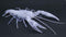 Fujimi Independent Study 24 EX-3 Ikimono Hen American Crayfish (Transparent) (171005)