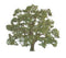 JTT Live Oak, 3/pk, 2" Height (94349)