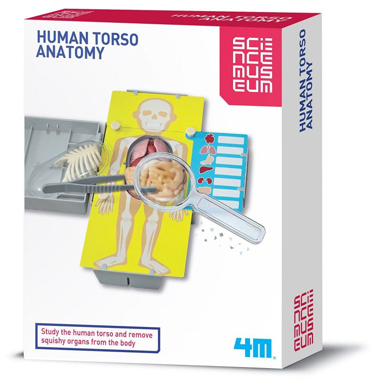 4M KidzLabs Science Museum Human Torso Anatomy (03373)