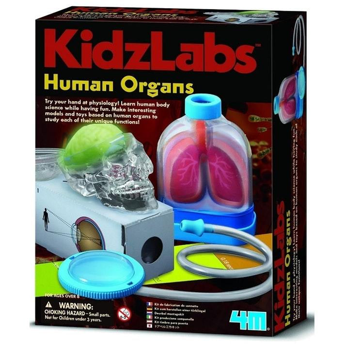 4M KidzLabs Human Organs (03374)