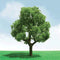 JTT N Scale Deciduous Trees 3 Pack (1-3/4 - 2'') (92201)