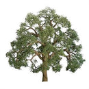 JTT Scenery 200mm Live Oak (92423)