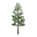 JTT HO Pine Trees Professional Series 3" Pkg (394293 )