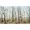 JTT Bare Tree, Woods Edge Trees N-scale, Bare Green 20/pk, Woods Edge Trees 2" to 2-1/2" Height (95628)