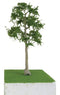 JTT Cypress Trees - Pro Elite "O"Scale, 8", 20.3cm (92416)