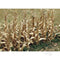 JTT 'HO' Dried Corn Stalks 30pk 1'' height (95588)