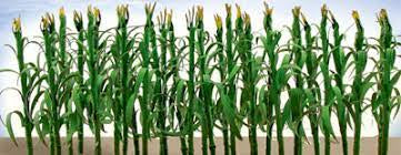 JTT Corn Stalks 1" Height (30) (95552)