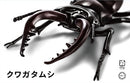 Fujimi Independent Study 22 Creatures Edition Stag Beetle (170732)