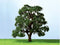 JTT Scenery 44-51mm Live Oak 3pk (92225)