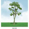 JTT HO-Scale Gum Tree 4'' 2pk (92311)