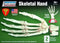 Lindberg zSkeletal Hand with Display Skeletal Hand with Display (LIN 71313)
