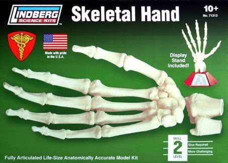 Lindberg zSkeletal Hand with Display Skeletal Hand with Display (LIN 71313)