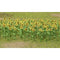 JTT 'O' Sunflowers 2'' Tall 16pk (95524)
