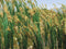 JTT 'HO' Reed Plant, 40pk (95638)