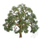 JTT Live Oak 3'' 2pc (94350)