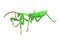 Fujimi Tenodera Aridifolia (Japanese Giant Mantis) (170824)